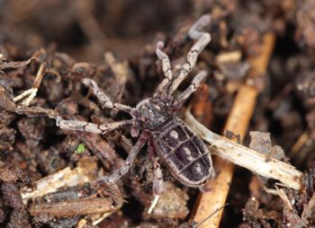 Media type: image; Invertebrate Zoology 53025